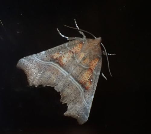 Réf. 287 338 : Scoliopteryx libatrix